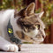 Real-Time Cat GPS Tracking System - Compact and Lightweight Device